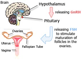 pre menopause