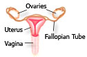 Early Menopause Symptoms